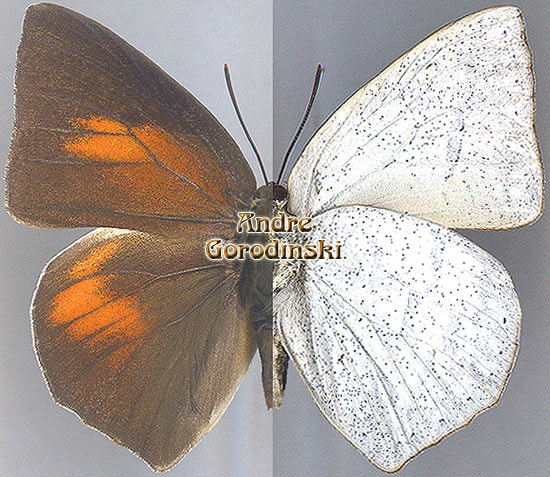 http://www.gorodinski.ru/lycaenidae/Curetis acuta s.str..jpg